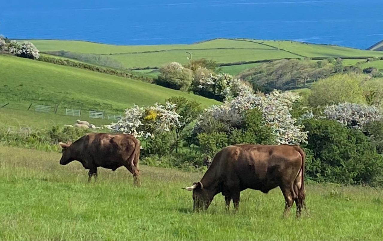 Polrunny Farm Seaberry Cottage With A Sea View And Log Burner Boscastle Dış mekan fotoğraf